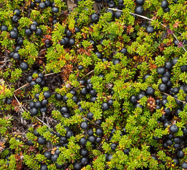 Westfjords Food