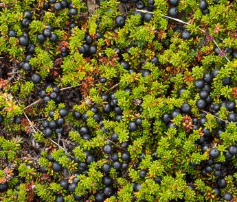 Westfjords Food
