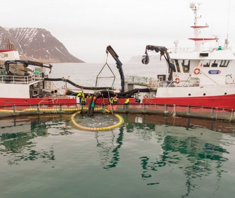 Fiskeldi á Vestfjörðum