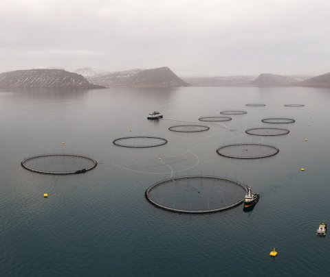 Fiskeldi á Vestfjörðum