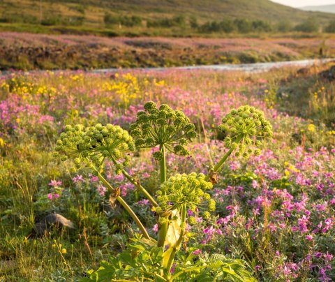 Nýsköpunarverðlaun hins opinbera - tilnefningar