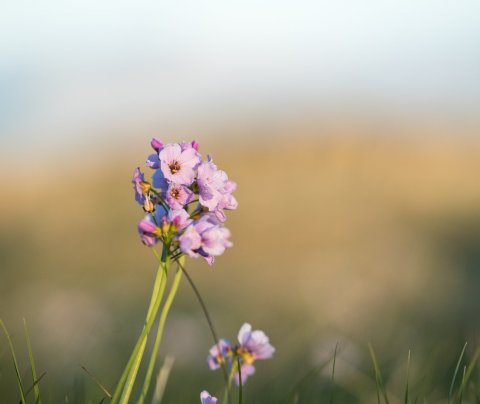 Ný stjórn kosin á 71. Fjórðungsþingi á kosningaári