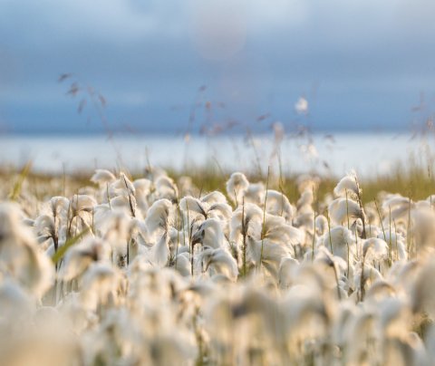 Vestfjarðastofa fær styrk úr Loftlagssjóði Norrænu ráðherranefndarinnar