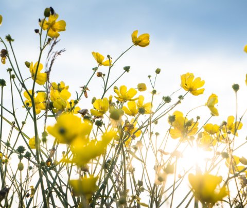 Vestfjarðastofa óskar eftir að ráða verkefnastjóra farsældar
