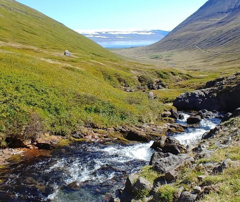 Átaksverkefni vegna Covid-19 á Vestfjörðum