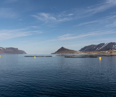 Fiskeldi á Vestfjörðum