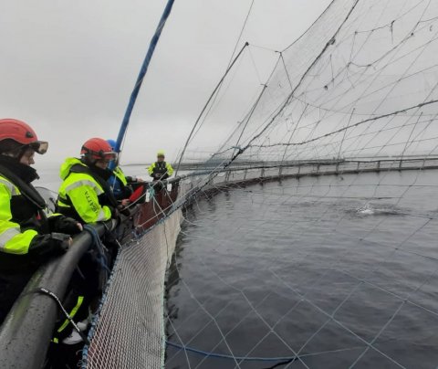 Fiskeldismenntun í Noregi