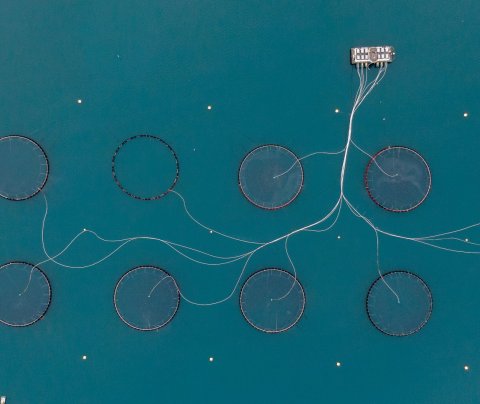 Framtíðarsýn í fiskeldi