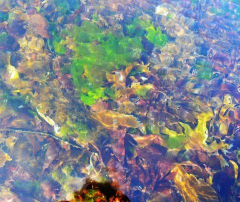 Gróður Breiðafjarðar