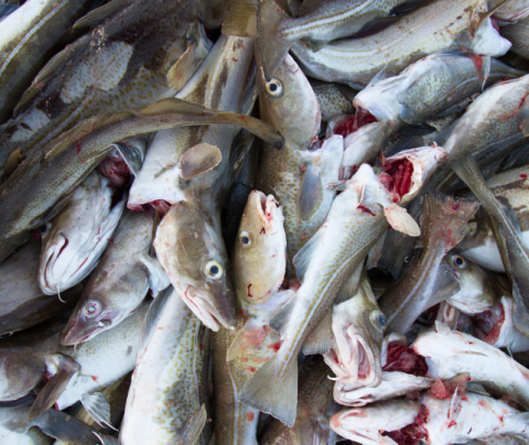 Ályktun stjórnar Vestfjarðastofu um áhrif hækkunar veiðigjalds á Vestfjörðum