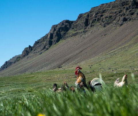 Óskað eftir þáttöku í Samráðsvettvangi Sókaráætlunar
