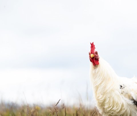 Ert þú smáframleiðandi matvæla á Vestfjörðum?