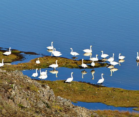 Unnið að úthlutun