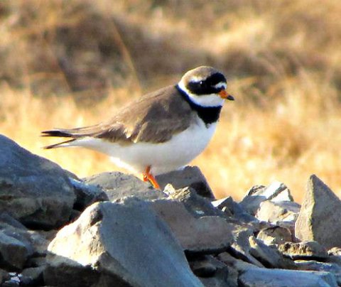 Ráðning í starf verkefnastjóra Byggðasamlags Vestfjarða um málefni fatlaðs fólks (BsVest)