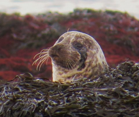 Verkefnið Vaxtarsprotar á Vestfjörðum