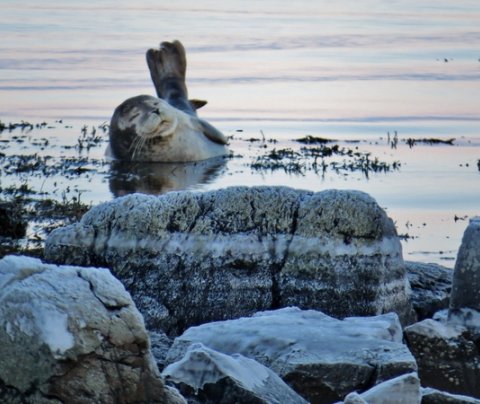 Landsskipulagsstefna og skipulagsgerð sveitarfélaga