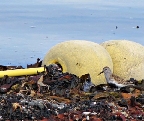Hvernig komum við skólunum á Vestfjörðum í fremstu röð?
