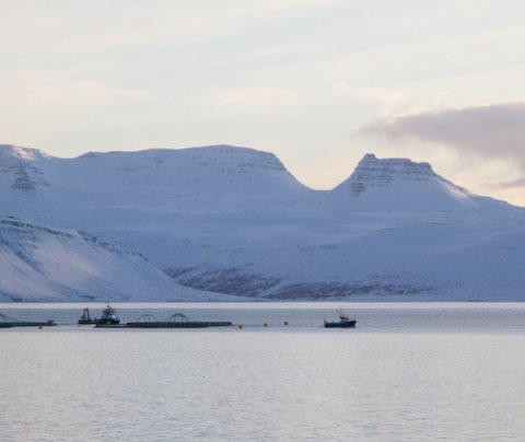Fiskeldi í Arnarfirði
