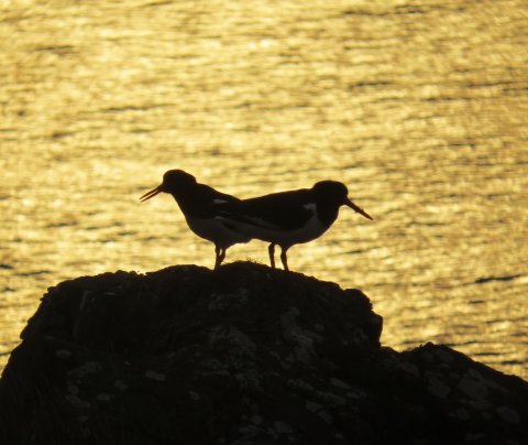 Sterkar Strandir – styrkjum Frumkvæðissjóðs 2021 úthlutað