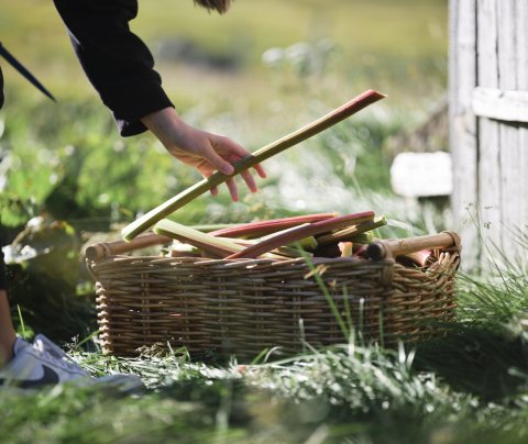 Uppsprettan, nýsköpunarsjóður á vegum Haga