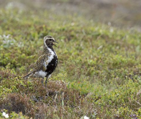 100 milljónir í Lóu - nýsköpunarstyrki fyrir landsbyggðina