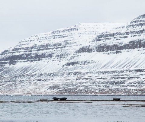 Svanni lánatryggingasjóður kvenna