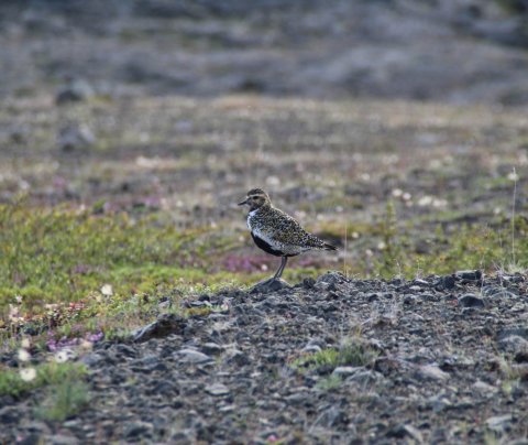 Lóan - Umsóknir um styrki úr Lóu, nýsköpunarstyrkjum fyrir landsbyggðina